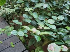 -HAPPEN(江川东路店)