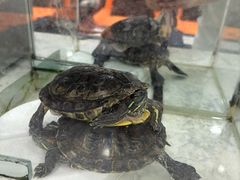 -老苗医养生堂(（1店）解放东路店)