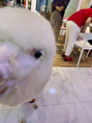 -Moni星球萌宠·小马宝莉·灵蛇·高端高阶全萌宠互动体验俱乐部(红豆国际广场店)
