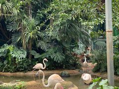 -海南热带野生动植物园