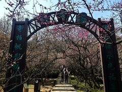 -香雪海