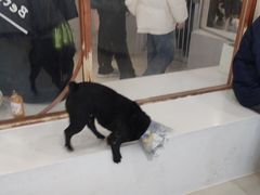 -共舞时光猫咖·狗咖(新街口店)