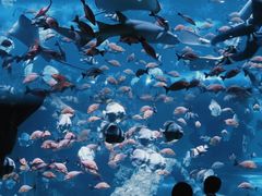 -西安曲江海洋极地公园