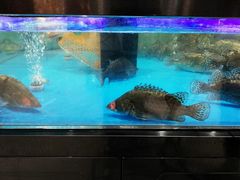 -盒马鲜生(岭南新世界店)