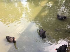 -泉州海丝野生动物世界