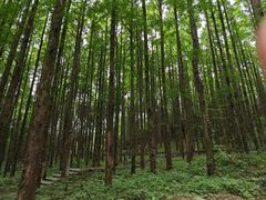-山王坪喀斯特国家生态公园