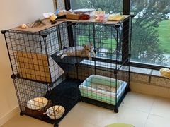 -艾贝尔宠物医院·24H转诊中心·肿瘤猫专科(江宁双龙店)