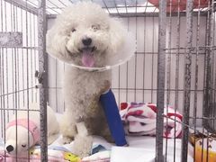 -北京赛佳动物医院