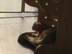 -飞行喵MR PILOT|猫舍·猫咖(静安大融城店)