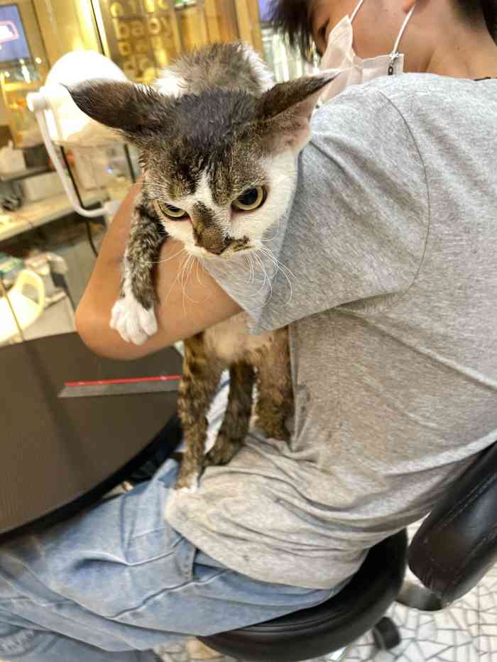 babydoll宠物生活馆·猫舍(尚嘉中心店)-"【项目】其他公司对面,吃完