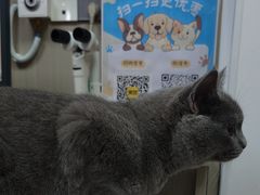 -宠物星动物医院·眼科·异宠·猫科(江南大道总院)