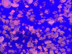 -江和美海洋公园