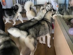 -Husky Go! 哈士奇体验馆·宠物咖啡厅狗咖