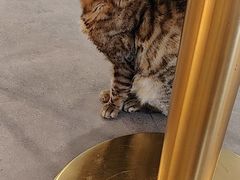 -飞行喵MR PILOT|猫舍·猫咖(静安大融城店)