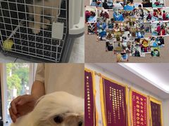 -美联众合爱康动物医院•复杂内科•肿瘤科•牙科•腔镜诊疗中心
