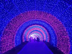 -大塘金香草谷