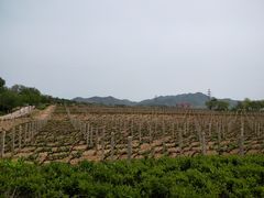 -北京张裕爱斐堡酒庄