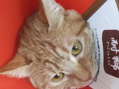 -瑞派天宁宠物医院·猫科·异宠中心