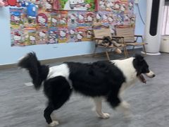 -汪说·狗咖(旺城大厦店)