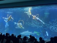 -海合安成都极地海洋公园