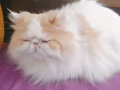 -MOCHA明星猫咖(田子坊店)