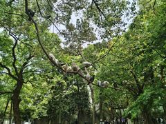 -西园戒幢律寺
