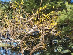 -燕风楼烤鸭店(建设总店)