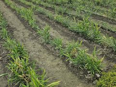 -中国天府农业博览园