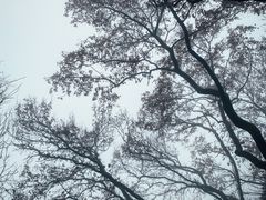 -梅花山(明孝陵内)
