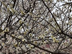 -香雪海
