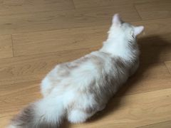 -山宅一喵德文卷毛猫舍