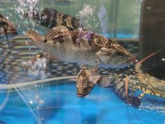 -蓬川食府(金海道店)