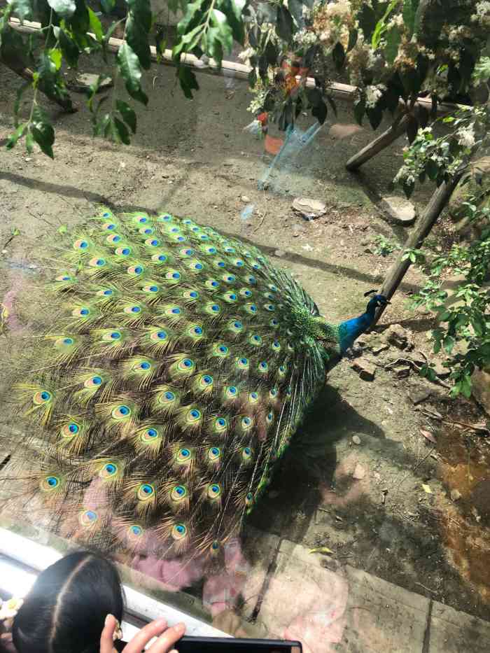 成都动物园-"成都市动物园位于四川省成都市北二环与三环.