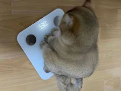 -爱侣宠医·鹦鹉专科·小型哺乳类·异宠专科(灵石路店)