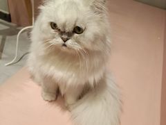 -猫儿山۰猫主题餐厅