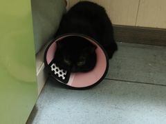 -佳怡动物医院·平价24小时·猫专科骨外科