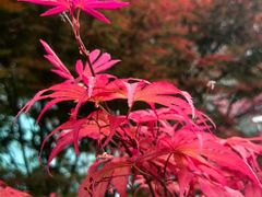-丹江渔村(首都机场店)