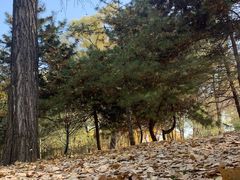 -森林公园(尖草坪区)