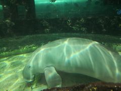 -悉尼海洋生物水族馆