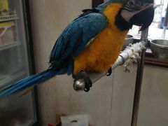 -观桥阁(锦溪店)