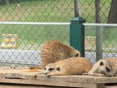 -秦皇岛野生动物园