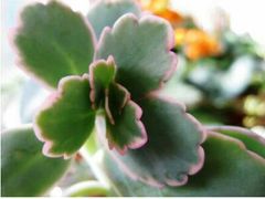 -叠溪松坪沟景区