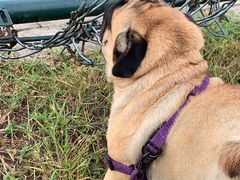 -安安宠物医院(情缘分院)