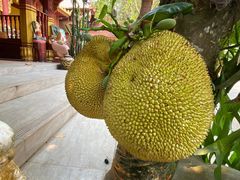 -西双版纳傣族园