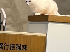 -Heymao猫咖.咖啡厅(东门店)