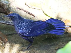 -火炉山森林公园