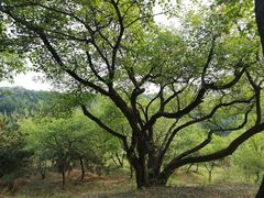 -北京西山国家森林公园