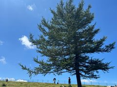 -芦芽山旅游度假区