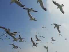 -海驴岛(荣成市)