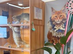 -猫十亿·布偶金渐层·曼基康矮脚猫舍(青年路店)
